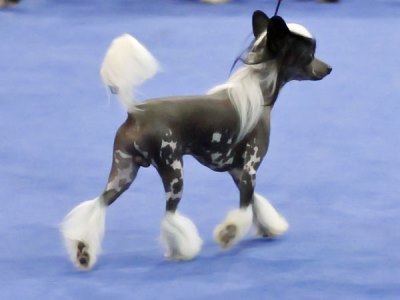 Multiple Group Placing Chinese Crested