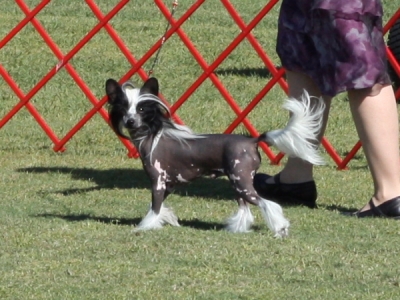 Group Winning Chinese Crested