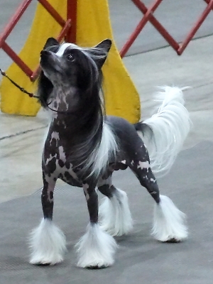 Hairless Chinese Crested show dog
