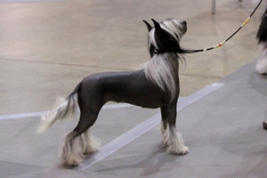 Hairless Chinese Crested Female