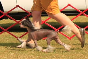 Hairless Chinese Crested Female