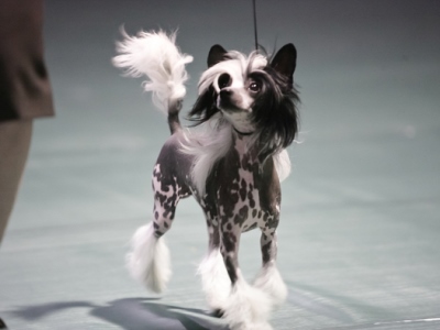 Specialty Winning Chinese Crested