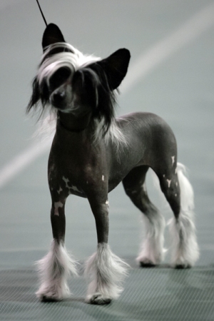 Chinese Crested Specialty Win Pictures