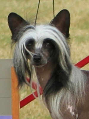 Top Ranked Chinese Crested
