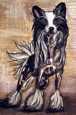 Hairless Chinese Crested show dog