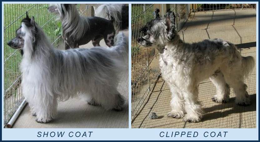 chinese crested powder puff black and white