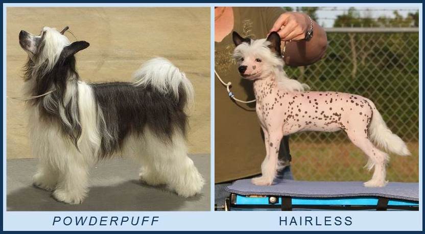 blue eyed chinese crested