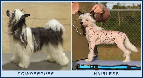 Powderpuff Chinese Crested