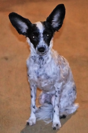 powderpuff chinese crested for sale