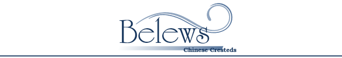 Belews Chinese Cresteds