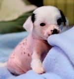 Verbal 2012_05_05_HankPups_138S.jpg