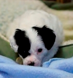 Sayer 2012_05_05_HankPups_199S.jpg