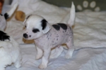 Verbal 2012_05_06_HankPups_001S.jpg