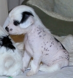 Verbal 2012_05_06_HankPups_002S.jpg