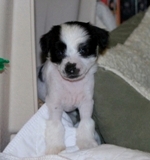 Rumor 2012_05_06_HankPups_036S.jpg