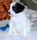 Gabby 2012_05_06_HankPups_070S.jpg