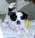 Rumor 2012_05_06_HankPups_101S.jpg