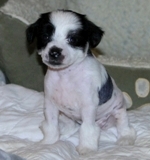 Rumor 2012_05_06_HankPups_102S.jpg
