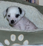 Verbal 2012_05_06_HankPups_142S.jpg