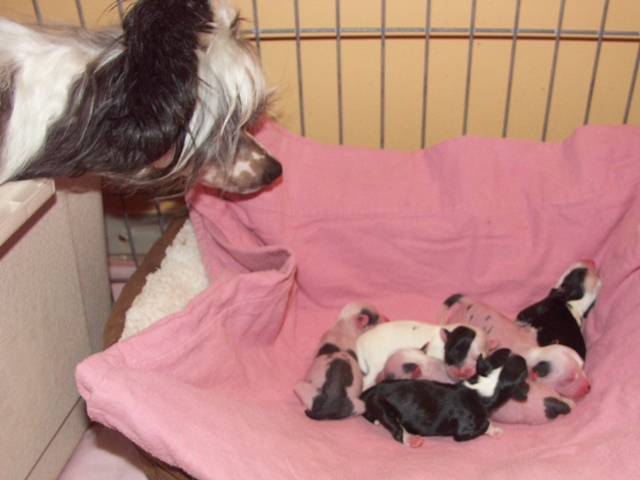 Panda & puppies pups_001.jpg