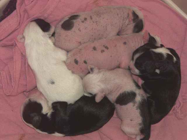 Puppies pups_001.jpg