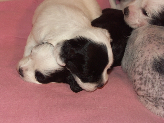 Elvis & Beau pups_006.jpg