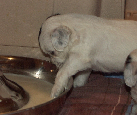 Beau pups_007.jpg