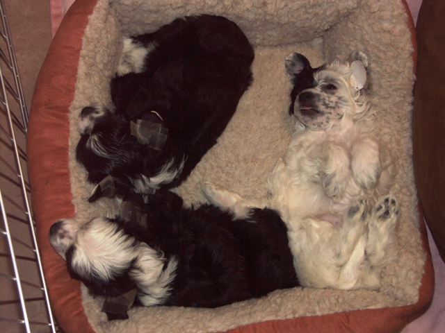Elvis, Vinnie & Beau pups_008.jpg
