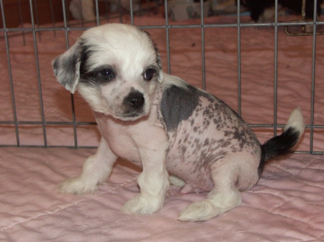 Wallace pups_009.jpg