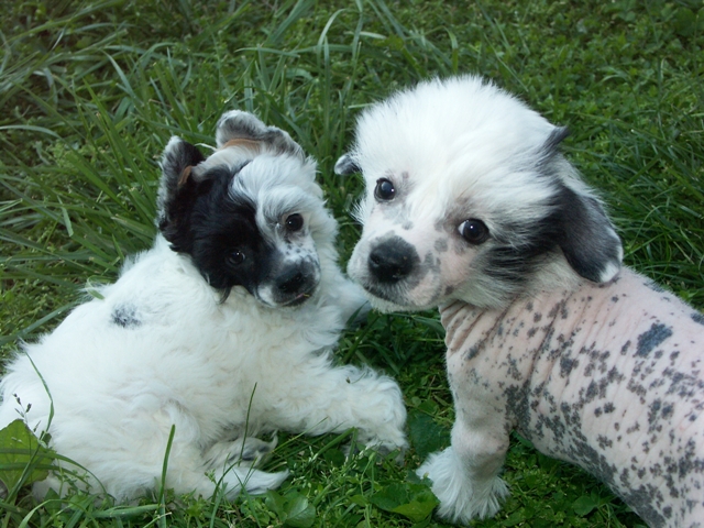 Beau & Arrow pups_010.jpg