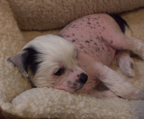 Arrow pups_011.jpg