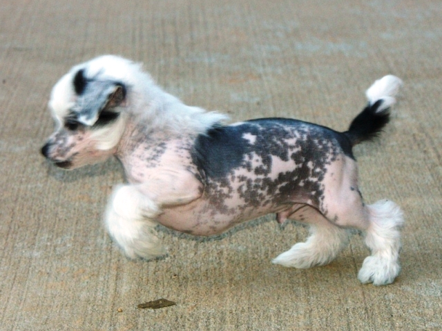 Wallace pups_012.jpg