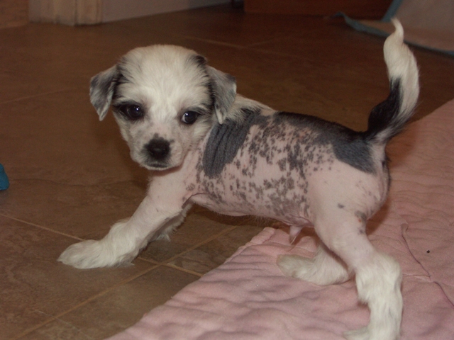 Wallace pups_013.jpg
