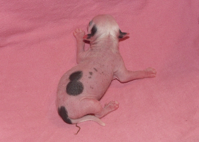Junior pups_014.jpg