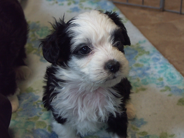 Elvis pups_015.jpg