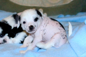 Chinese Crested Puppy Pictures