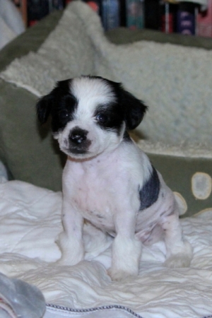 Chinese Crested Puppy Pictures