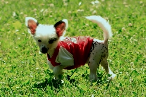 Chinese Crested Picture