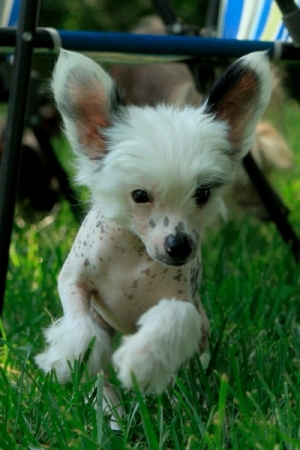 Chinese Crested Powderpuff for sale