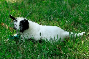Chinese Crested Powderpuff for sale