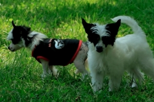 Chinese Crested pictures