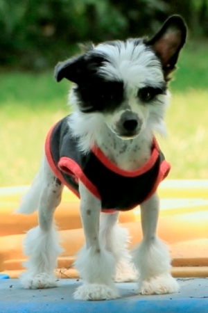Chinese Crested Image