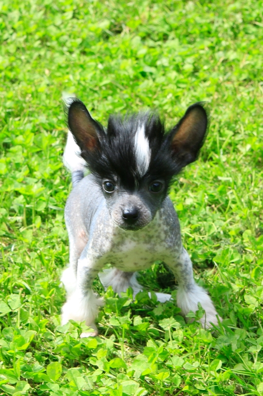 Chinese Crested Picture