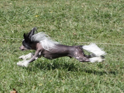 Top Ranked Chinese Crested