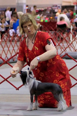 Hairless Chinese Crested Female