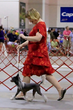 Hairless Chinese Crested Female
