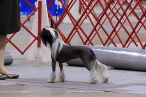 Hairless Chinese Crested Female