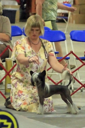 Hairless Chinese Crested Female