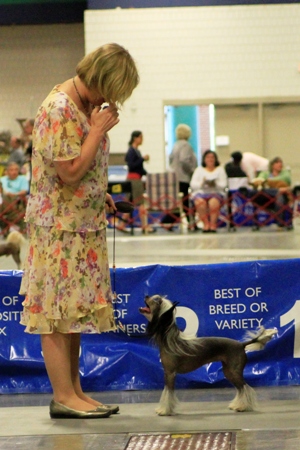 Chinese Crested girl