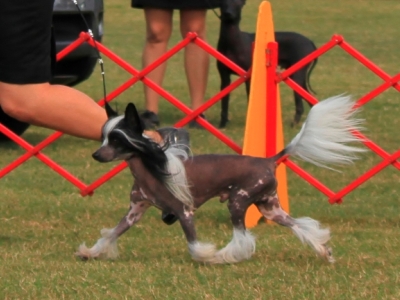 Hairless Chinese Crested
